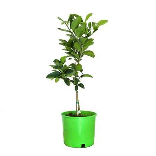 Alder  Oak #3 Container Bearss Lime Semi-Dwarf Evergreen Tree CIBI03