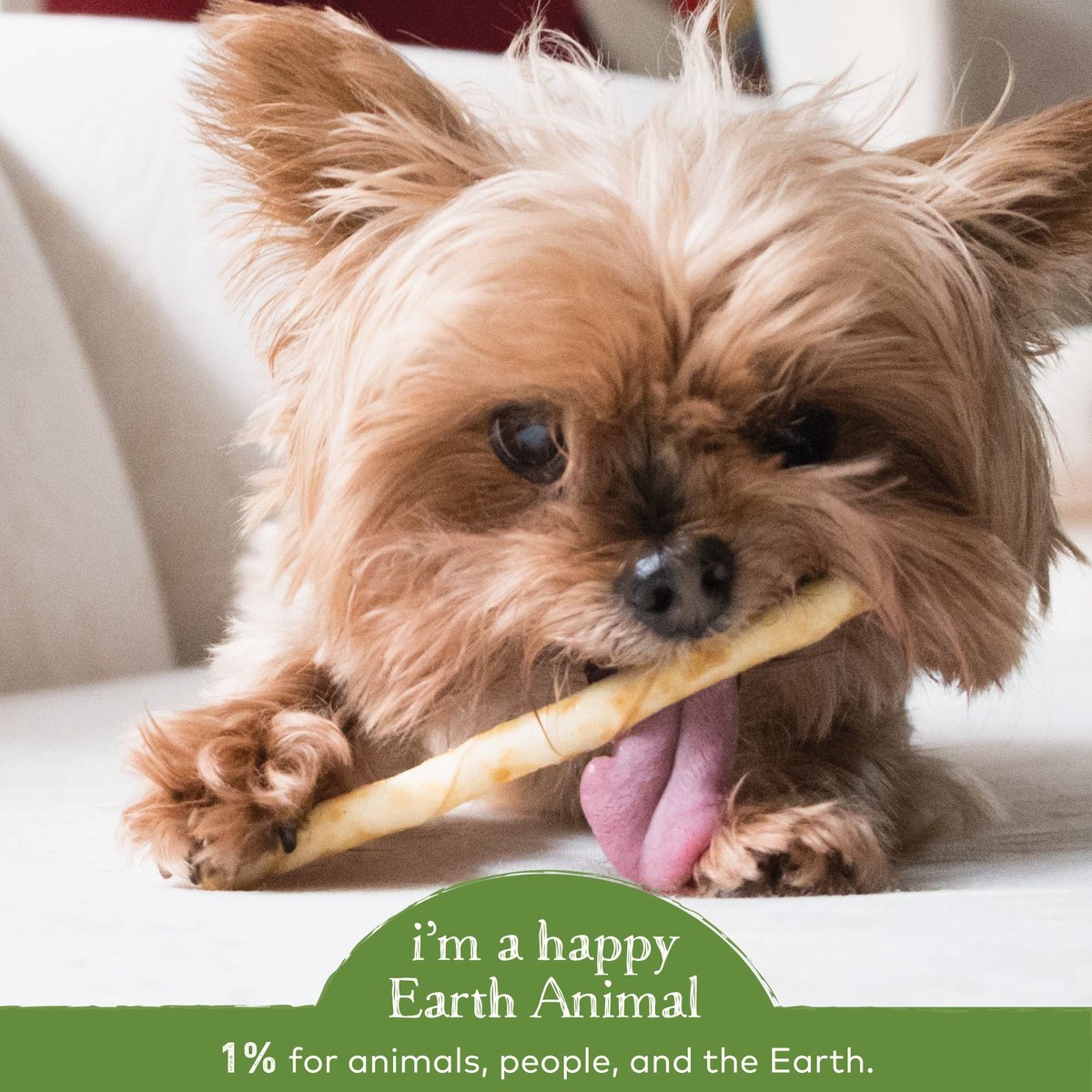 Earth Animal No-Hide Long Lasting Natural Rawhide Alternative Pork Recipe Stix Chew Dog and Cat Treat Sticks， 10 count