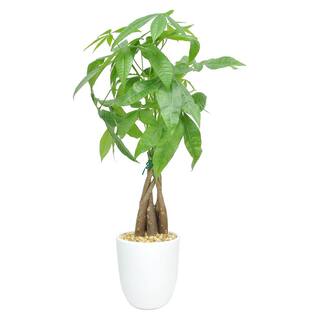 Costa Farms 5 in. Money Tree Braid Plant in White Decor Pot 6PILEACONTEMP