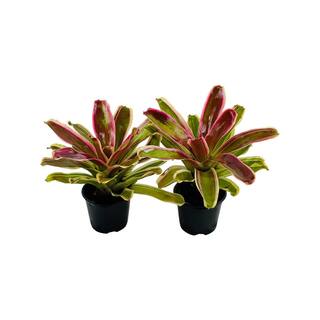 Pure Beauty Farms 2.5 Qt. Bromeliad Neoregelia Plant Rafael in 6.33 In. Grower's Pot (2-Plants) DC1GBROMRAFA2