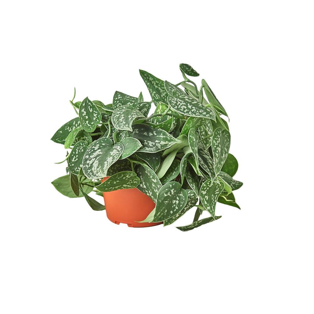 Pothos Satin Scindapsus Pictus Plant in 6 in. Grower Pot 6_POTHOS_SATIN