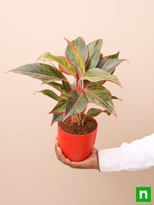 Aglaonema siam aurora, Aglaonema lipstick - Plant