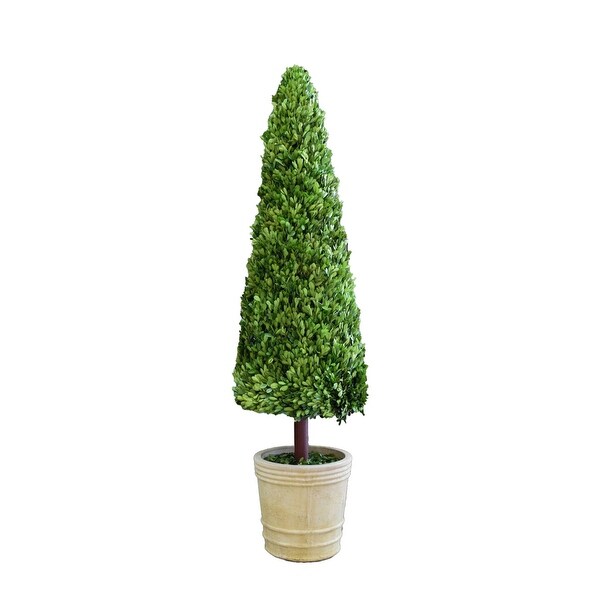 Preserved Boxwood Topiary Cone