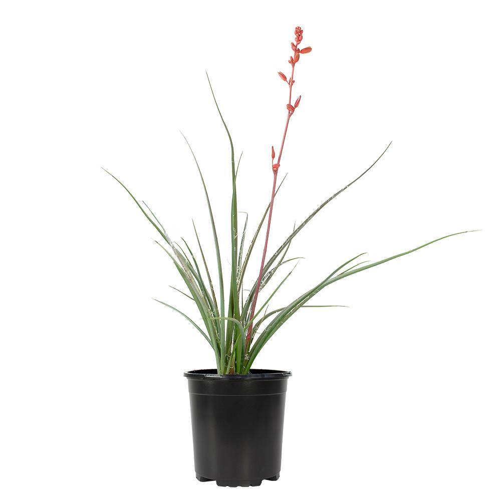 SMART PLANET 1 Gal. Hesperaloe Parviflora Red Yucca Color Plant 0880068