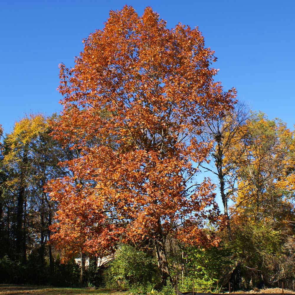 Northern Red Oak Tree