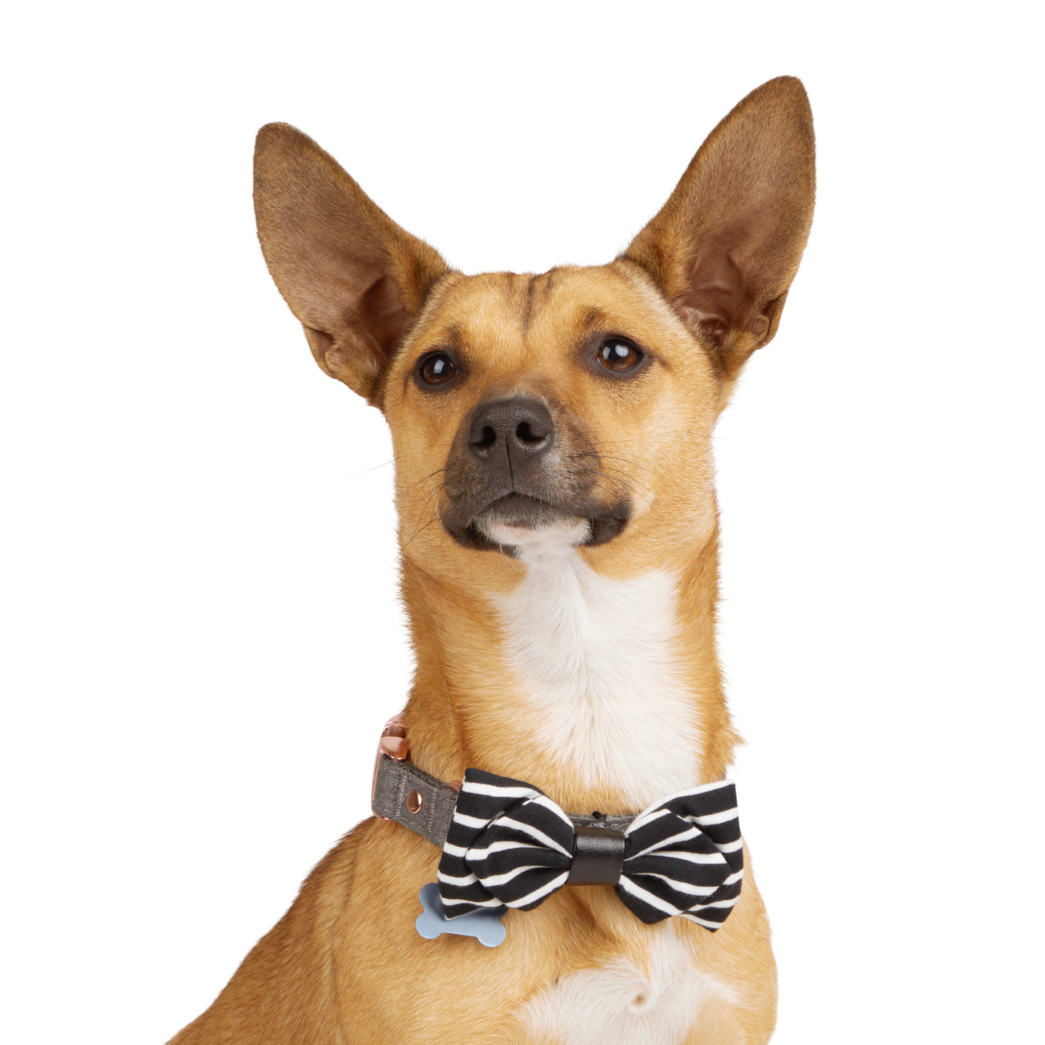 YOULY Bowtie 2-pack for Dogs