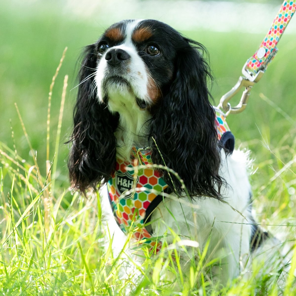 HUGO and HUDSON Nylon Geometric Bone Buckle Dog Collar