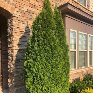 1 Gal. Emerald Green Arborvitae Shrub with Green Foliage 12521