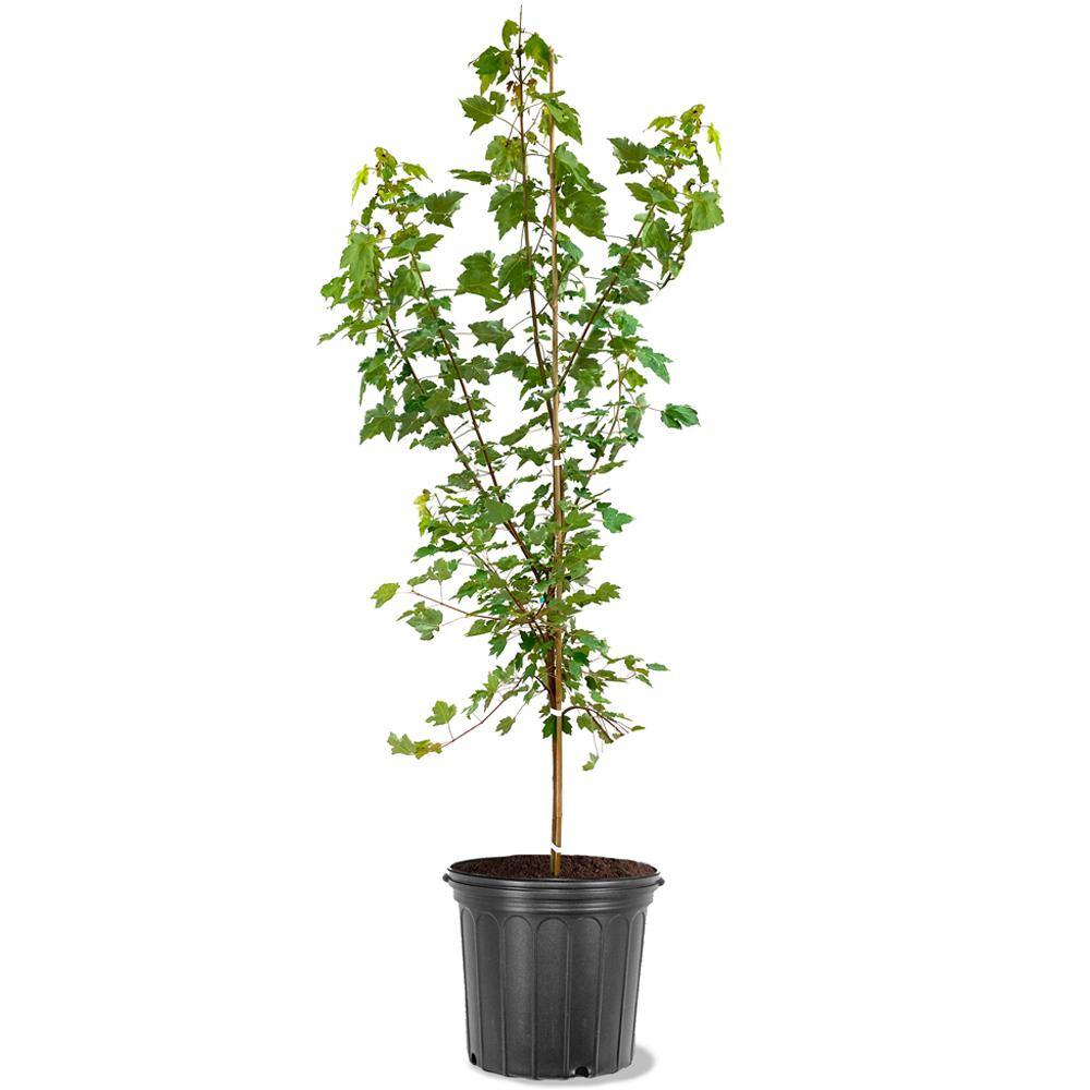 October Glory Red Maple Shade Tree MAPOCT05G