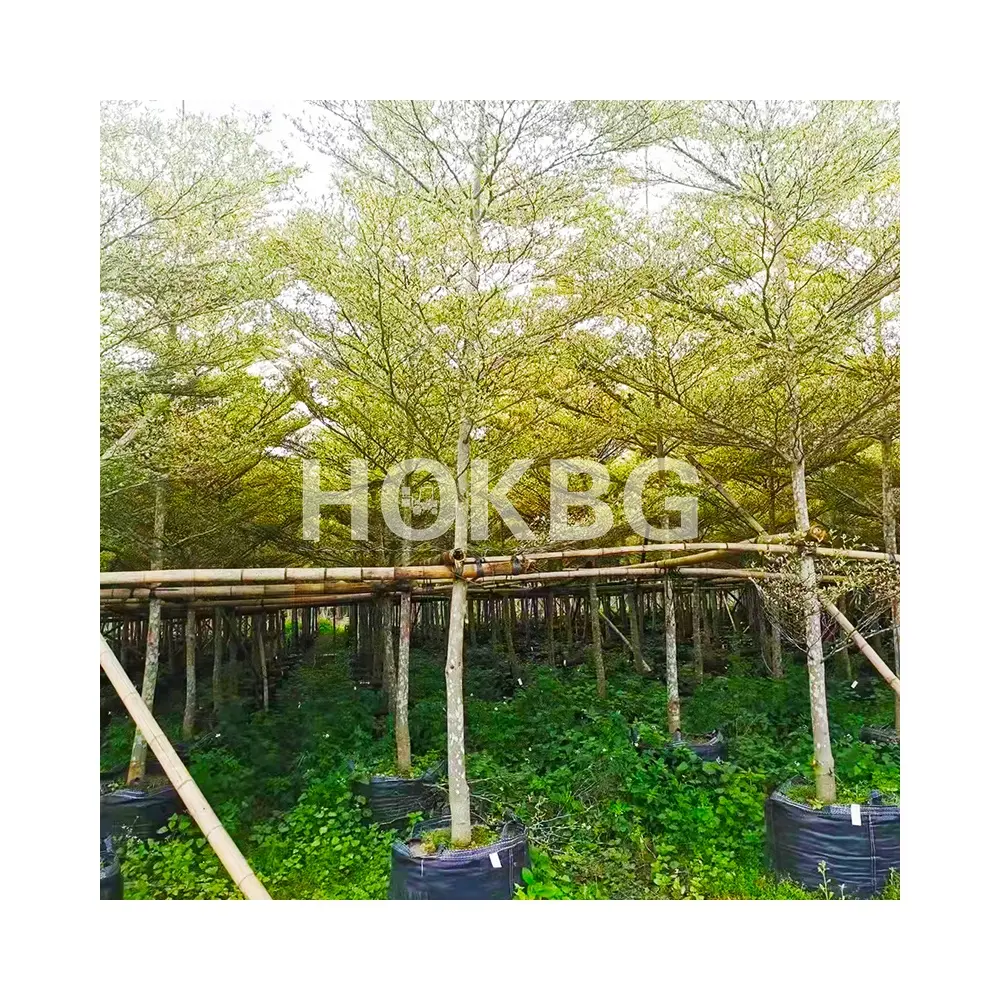 HOKBG Eco Friendly Upgraded anti UV PP woven fabric planter bag for plant nursery site