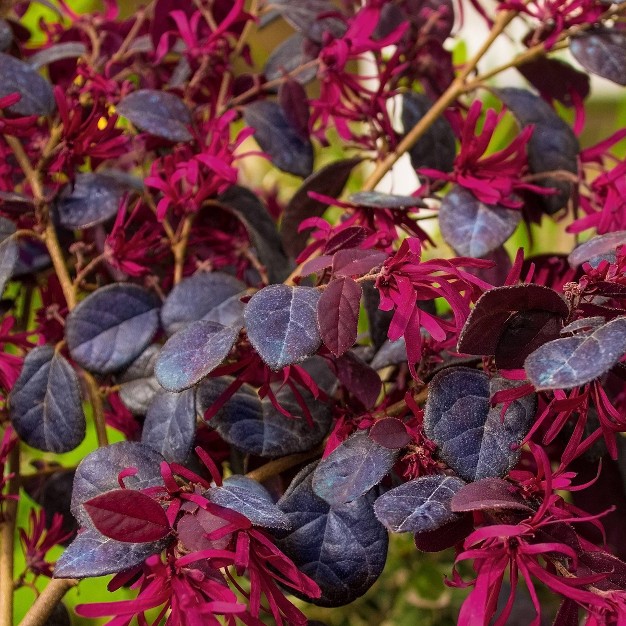 2gal Red Chocolate Loropetalum Plant With Red Blooms - National Plant Network