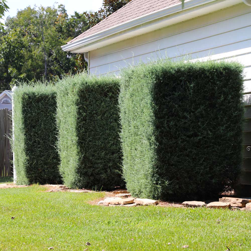 Drought-Tolerant Evergreen Tree