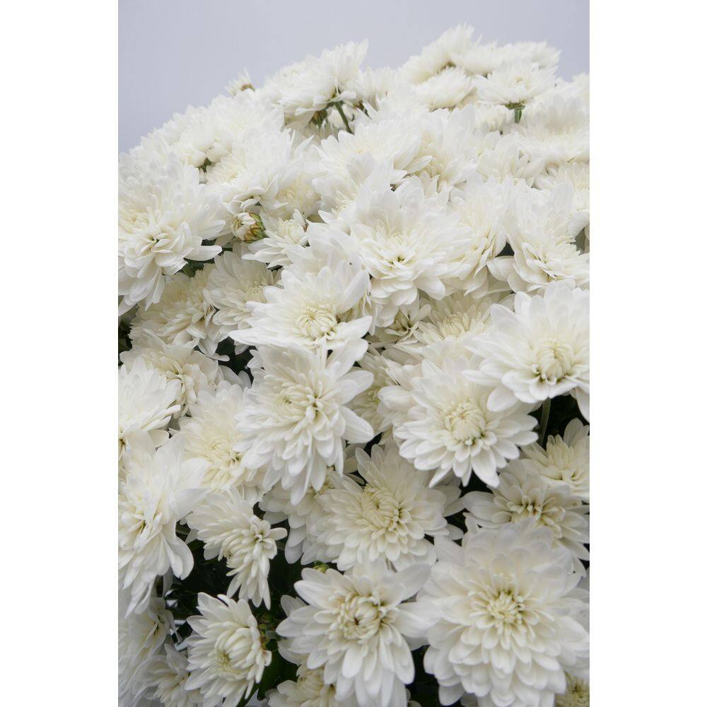 BELL NURSERY 3 Qt. White Chrysanthemum Annual Live Plant with White Flowers in 8 in. Grower Pot (2-Pack) CHMUM8WHT2PK