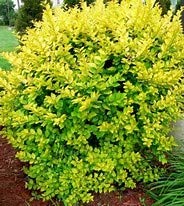 Golden Vicary Privet Or Golden Ligustrum