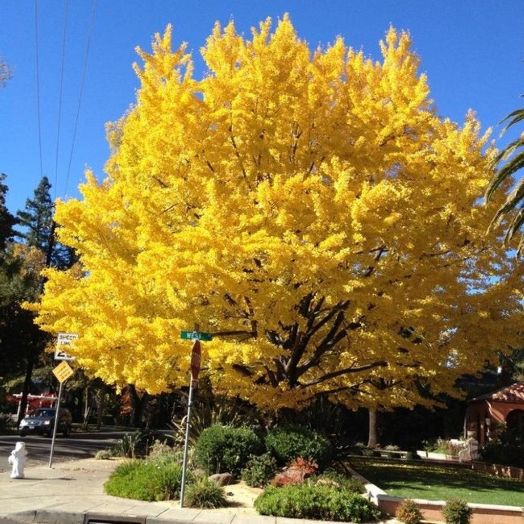 Ginkgo Tree Unusual Leaf