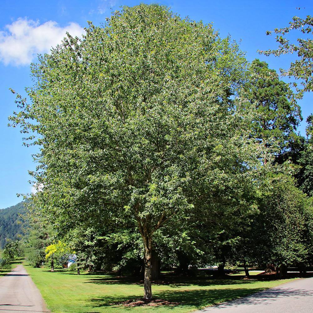 1 Gal. Red Deciduous Maple Tree MAPRED01G