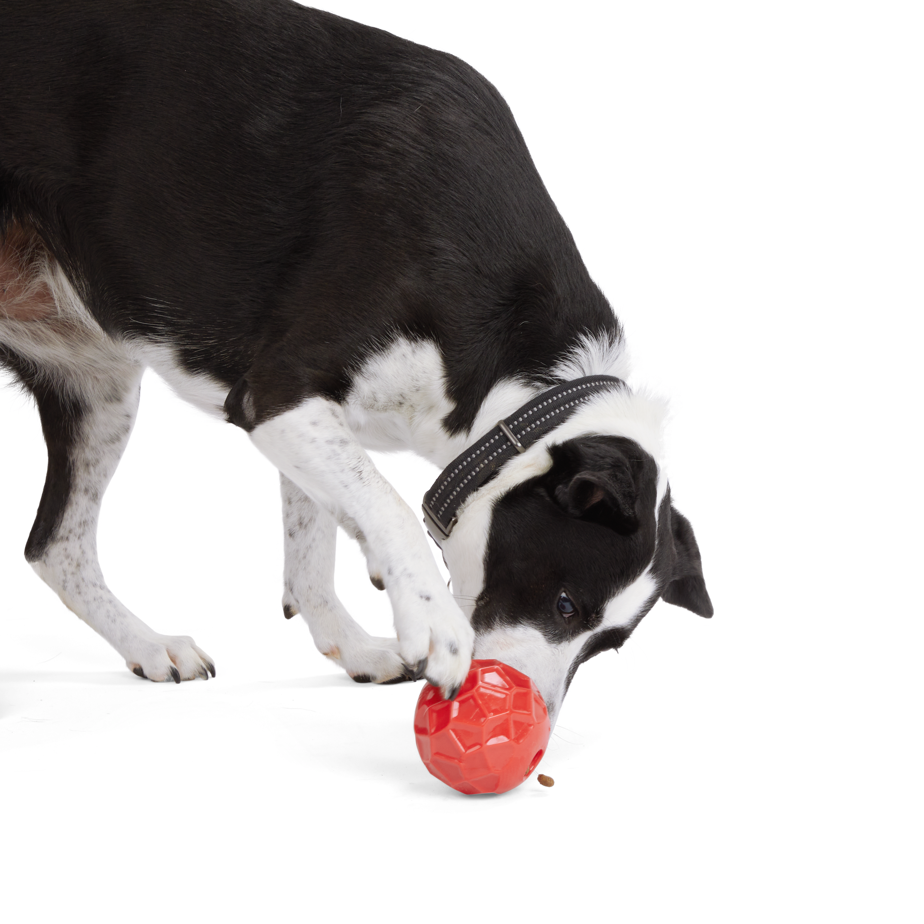 Reddy Cherry Geo Ball Dog Toy， Large