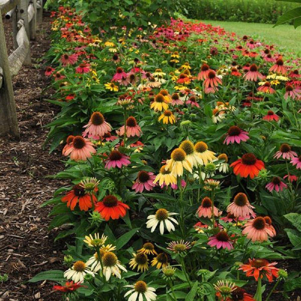 BELL NURSERY 3 Gal. Cheyenne Spirit Echinacea Live Perennial Plant (1-Pack) CNFLW3CHE1PK