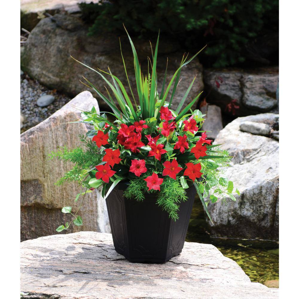 Rio 1.25 Qt. (#6) Dipladenia Flowering Annual Shrub with Red Blooms 1004124216