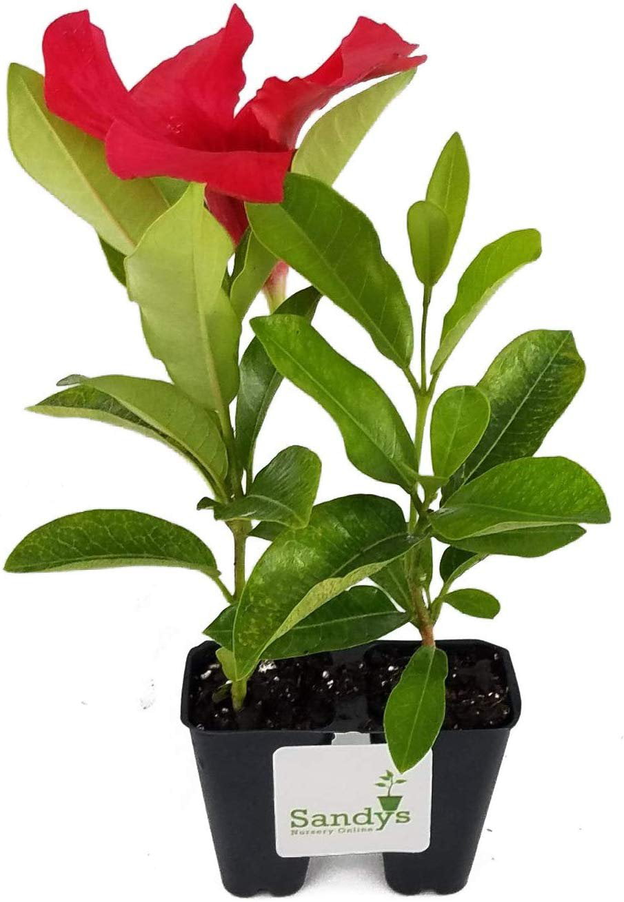 Mandevilla Tropical Plant， Giant Crimson Red Flower， Lot of 2 Starter Plants