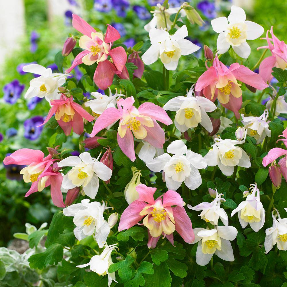 VAN ZYVERDEN Aquilegia Columbine Pink and White Barlow Blend (Set of 8 Roots) 83371