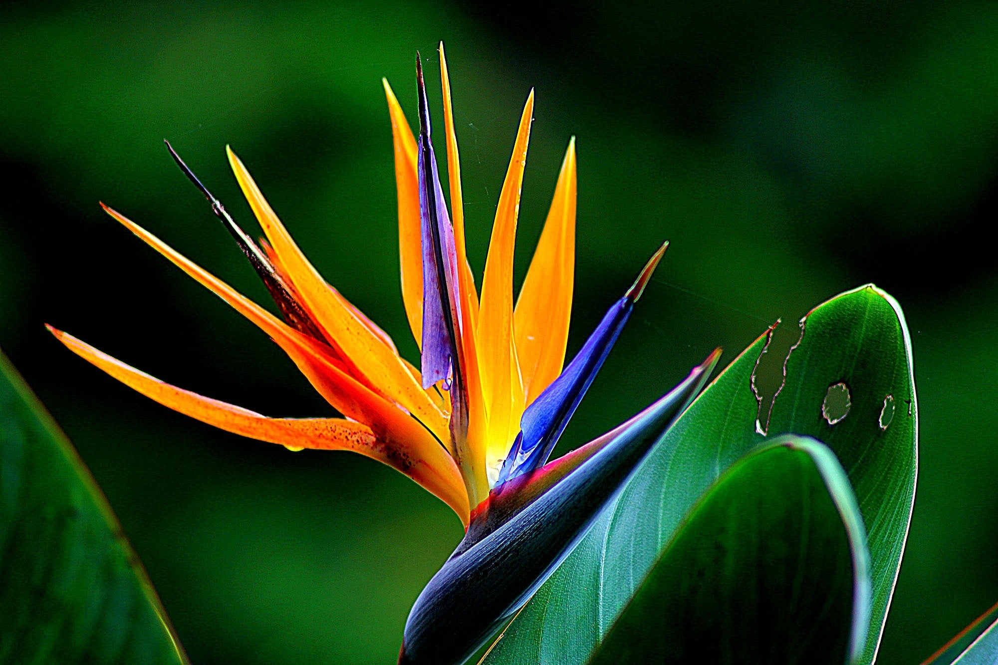 Live Orange Strelitzia Reginae Bird of Paradise Plant 6