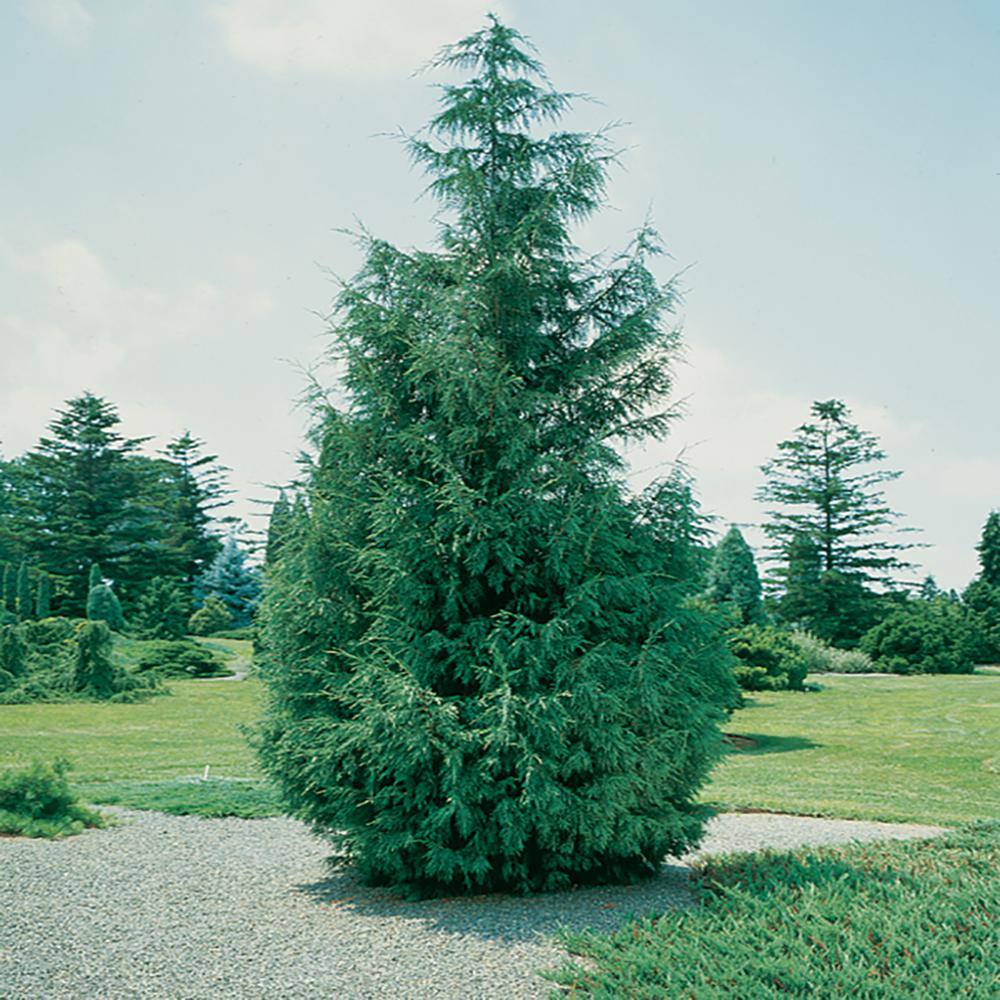 FLOWERWOOD 2.5 Gal. Leyland Cypress Evergreen Tree 12373FL