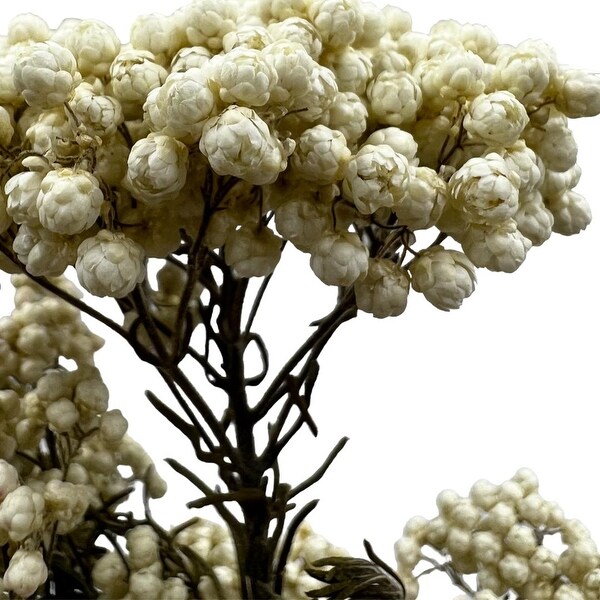 Bundle of 4 Preserved Millet ，Rice Flower