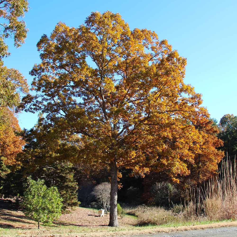 White Oak Tree