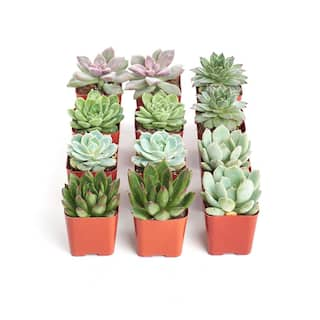 Shop Succulents 2 in. Rosette Succulent (Collection of 12) R12