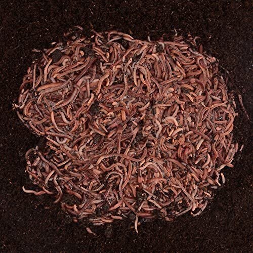 Uncle Jim's Worm Farm Super Red European Night Crawler Reptile and Fish Food