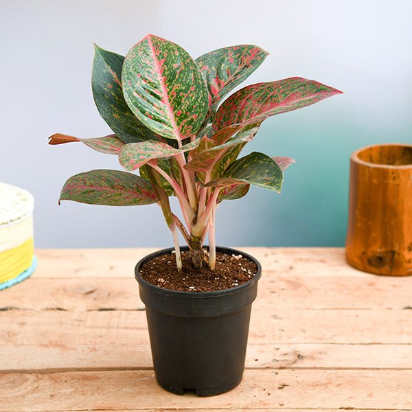 Aglaonema widuri, Aglaonema Red Peacock - Plant