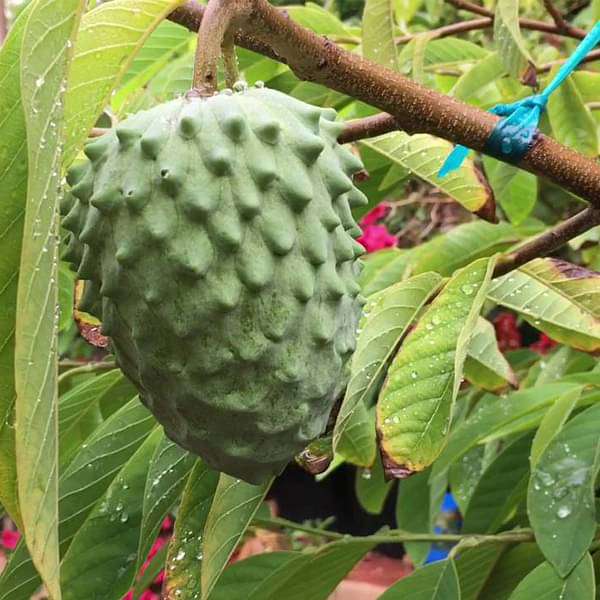 Annona atemoya, Lakshmana phal ( Grown through seeds ) - Plant