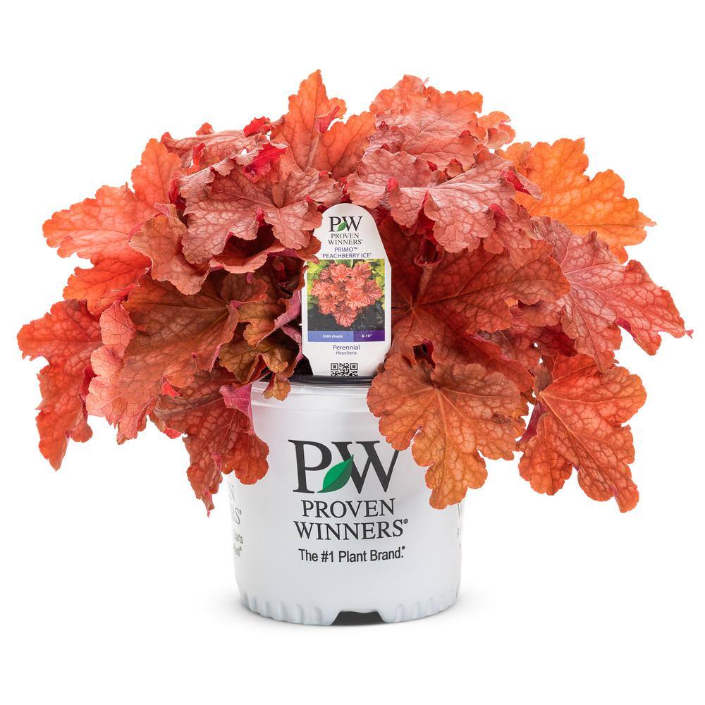 PROVEN WINNERS 0.65 Gal. Primo Peachberry Ice Coral Bells Heuchera Live Plant Cream Flowers and Apricot Orange Foliage HEUPWP2537103