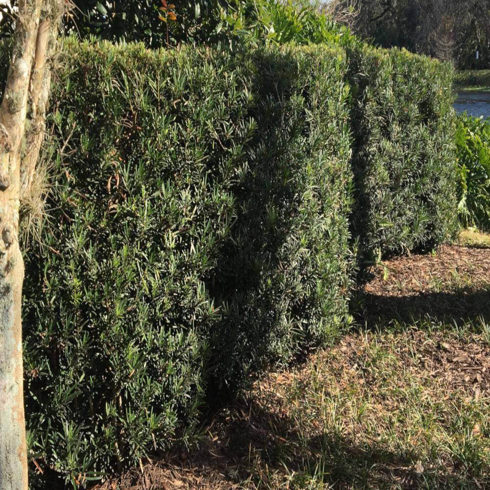 3 Gal. Yew Plum Pine Podocarpus Shrub P371G3