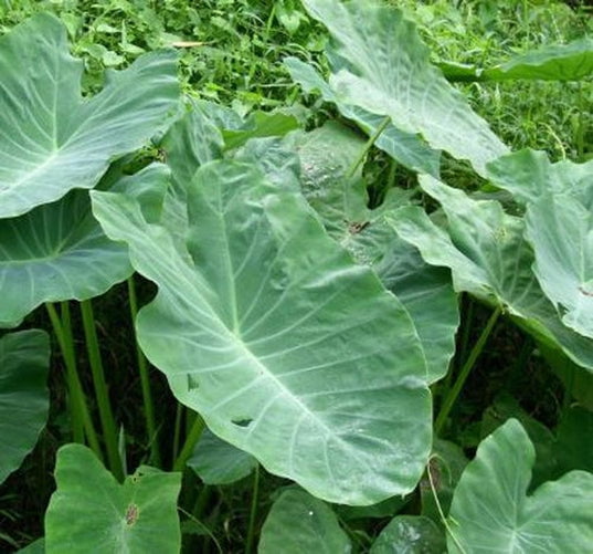 Blue Buddha Farm: Giant Elephant Ear Colocasia Bulb - Easy to Grow Outdoor Tropical Perennial Plant