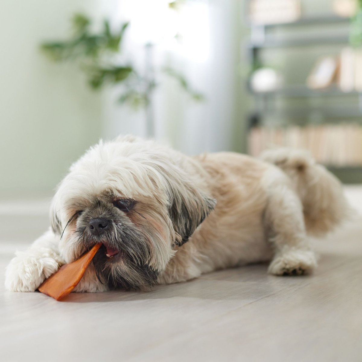 Canine's Choice DogLicious Pork Shaped Pig Ears Dog Treats