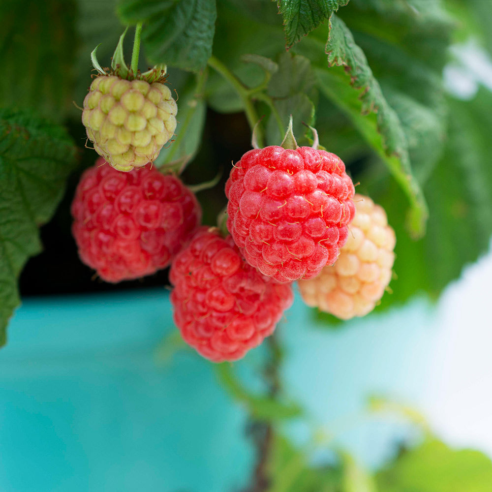 Bushel and Berry® Raspberry Shortcake® Bush