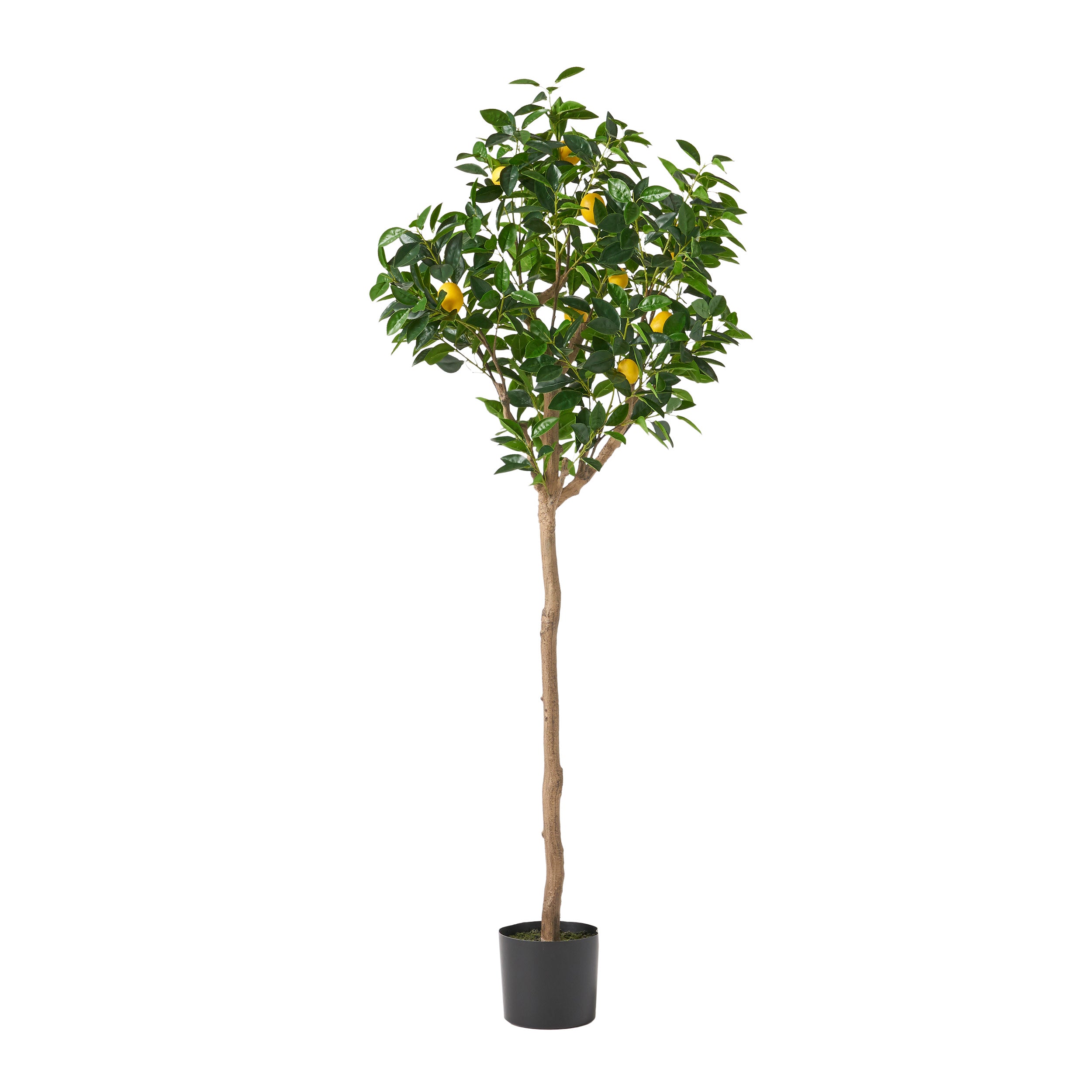 Rattler Artificial Lemon Tree