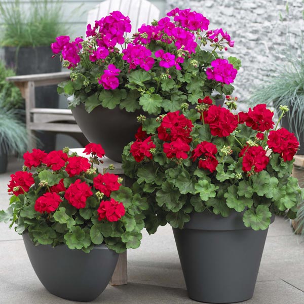 Expert Gardener 1.5 Gallon Geranium Hanging Basket Red Annual Live Plant (1 Count Pack)