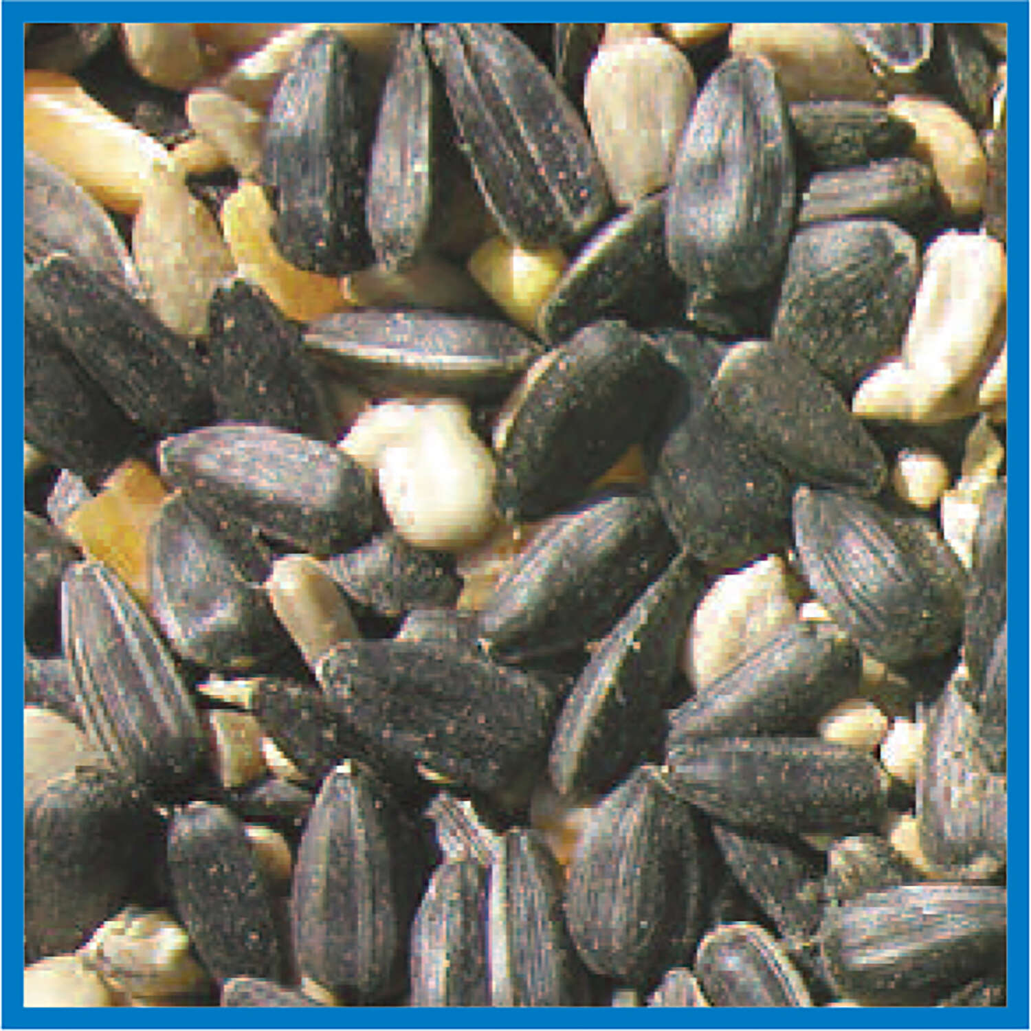 Coles Blue Ribbon Blend Assorted Species Black Oil Sunflower Wild Bird Food 10 lb