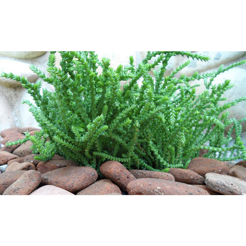 Rock Ranch 0.50 cu. Ft. 40 lbs. 12 in. to 1 in. Tumbled Clay Spanish Style Roof Tile for Landscaping and Gardening TRT-12-1-40