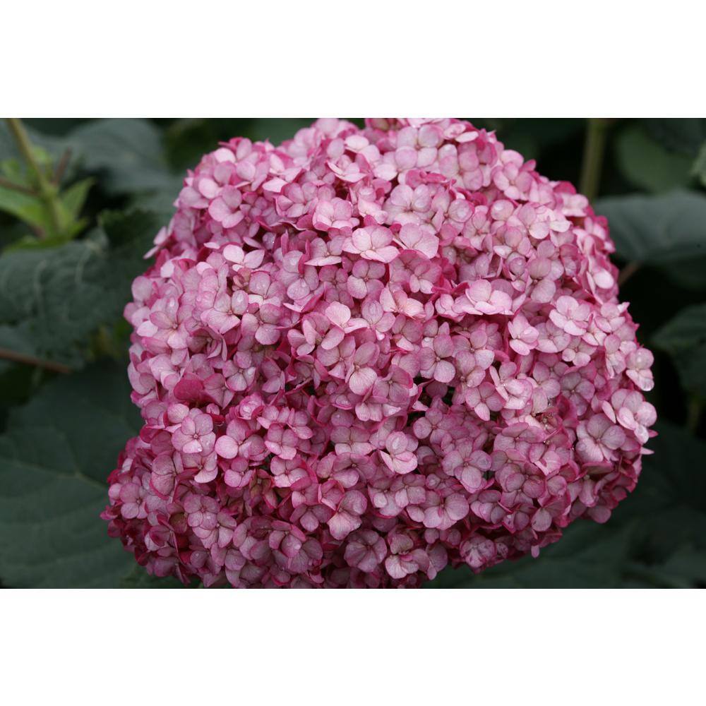 PROVEN WINNERS 4.5 in. Qt. Invincibelle Mini Mauvette Smooth Hydrangea (Hydrangea arborescens) Live Shrub Pink Flowers HYDPRC1167800