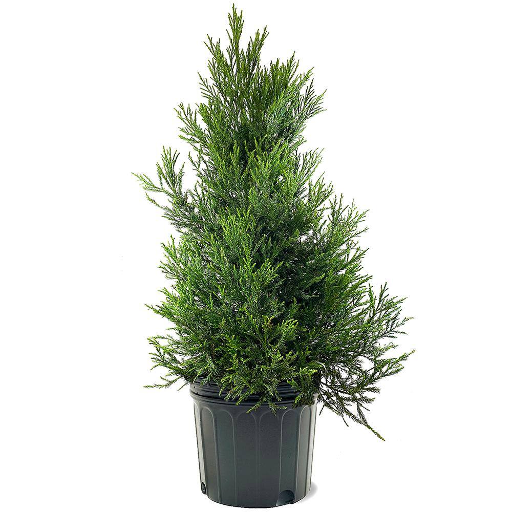 Yoshino Cryptomeria Evergreen Tree CRYYOS07G