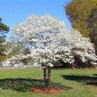 Brighter Blooms 5 Gal. Flowering White Dogwood Tree DOG-WHI-34-5