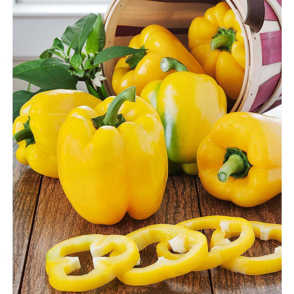 Bonnie Plants 2.32 qt. Yellow Bell Sweet Pepper Plant 2102
