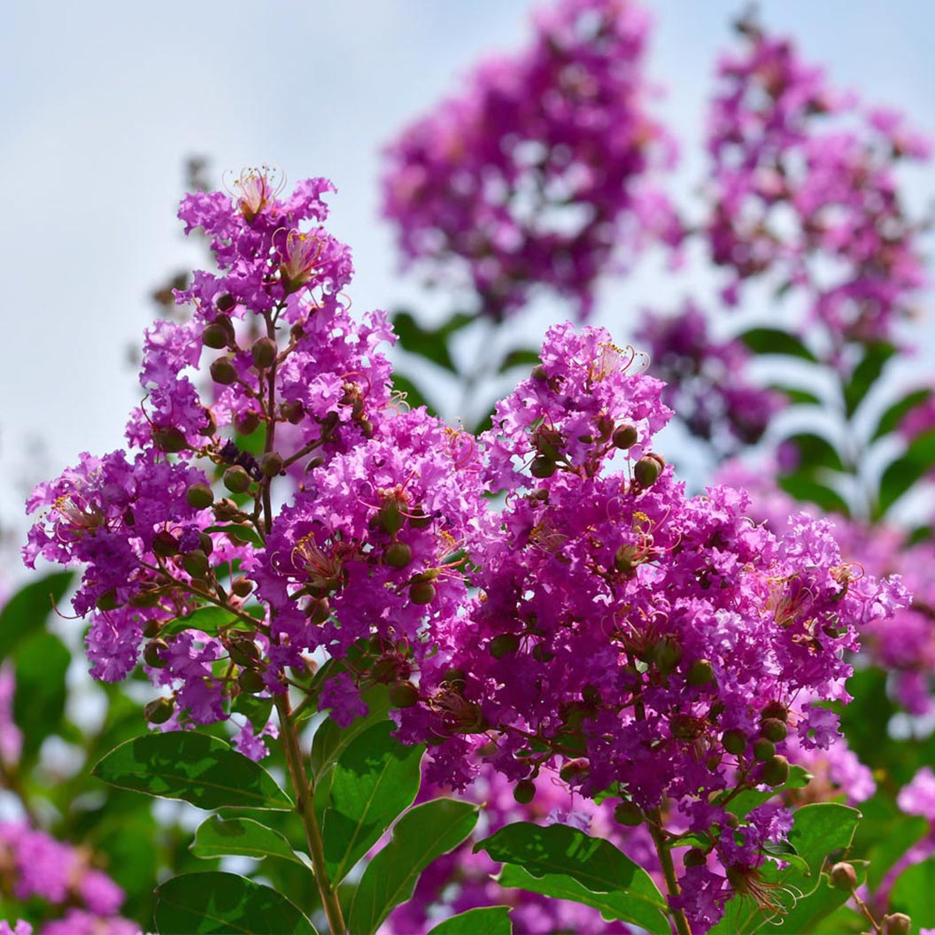 Twilight Crape Myrtle