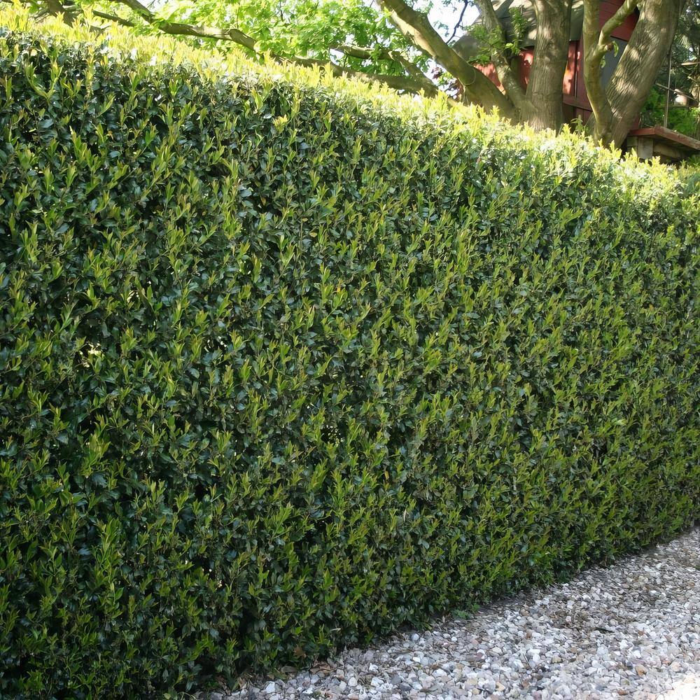 national PLANT NETWORK 2.25 Gal. Holly Compacta Shrub HD7142