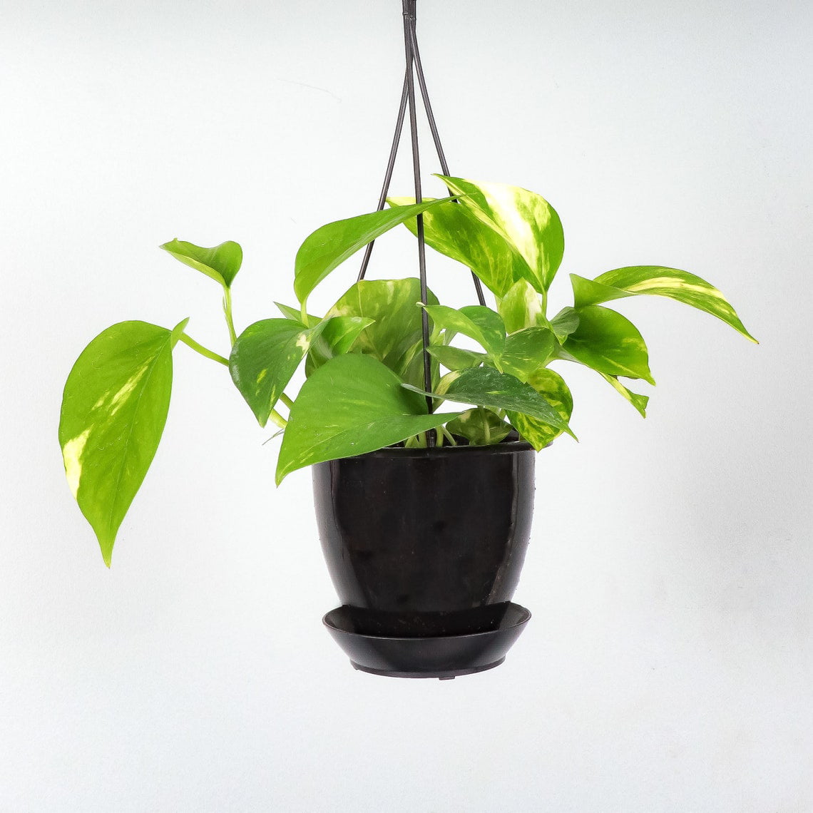 Live Golden Pothos Plant - 4