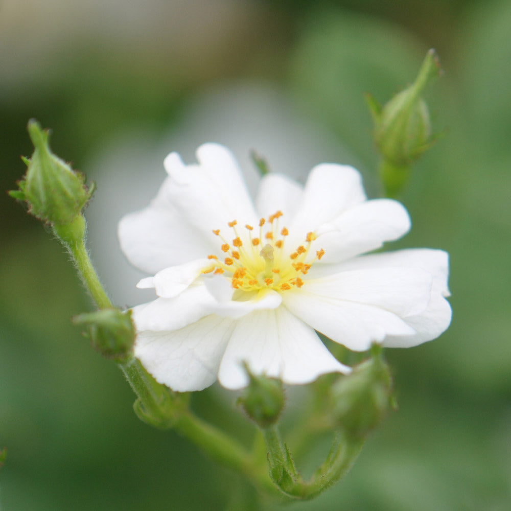 Heirloom Roses White Rose Bush - Cassie Shrub Rose Plant - Live Plants For Garden